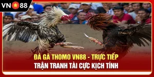 Đá Gà Thomo VN88 - Trực Tiếp Trận Tranh Tài Cực Kịch Tính