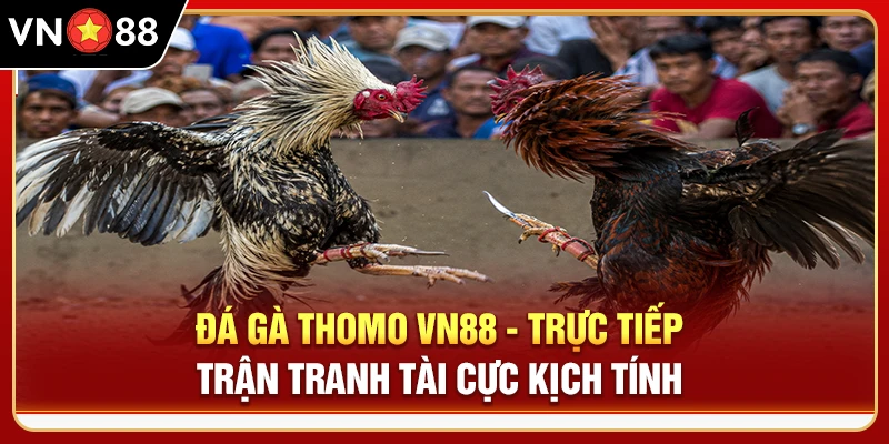 Đá Gà Thomo VN88 - Trực Tiếp Trận Tranh Tài Cực Kịch Tính