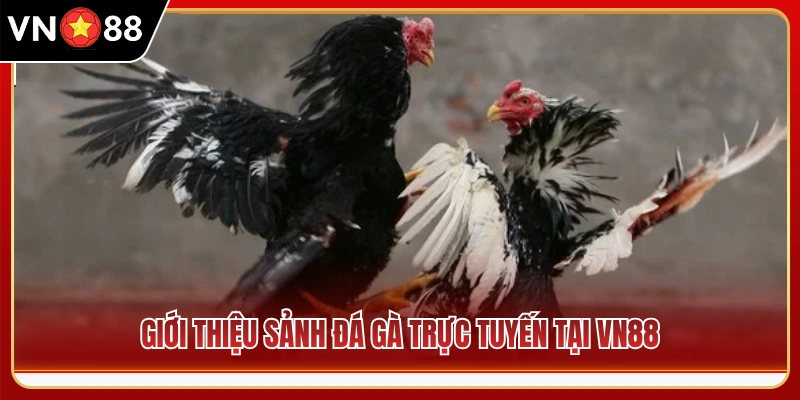 Khái quát đấu trường chọi gà online tại VN88