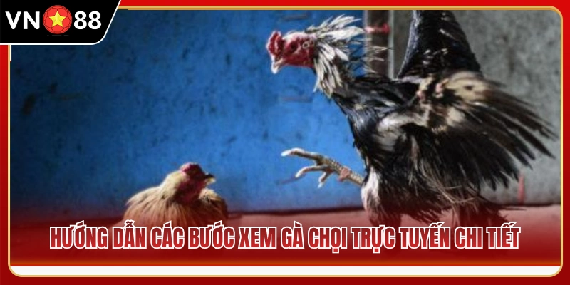 Cách xem gà chọi trực tiếp từ A đến Z