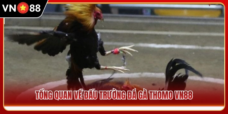  ‘Toàn cảnh đấu trường đá gà Thomo VN88 