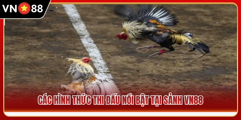 Các giải đấu gà chọi tiêu biểu quy tụ tại hệ thống 