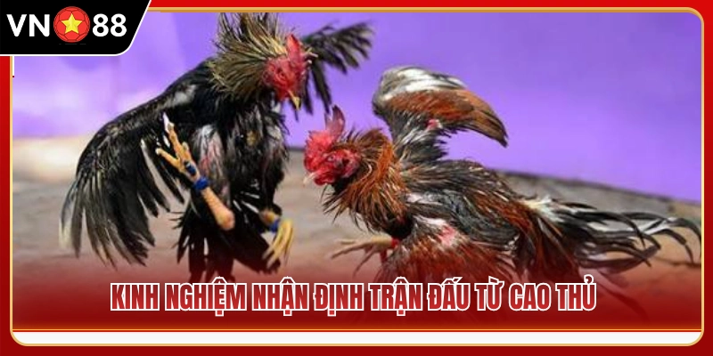 Bí kíp đọc vị cục diện trận gà của dân chơi lão làng 