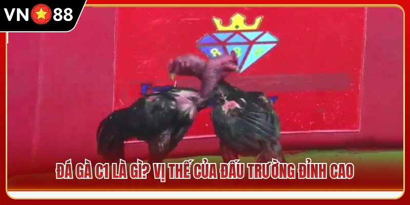 Giải mã đá gà C1 cùng vị thế của bồ gà chuyên nghiệp