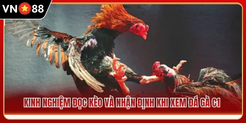 Bí kíp soi kèo và phân tích thế trận chọi gà C1